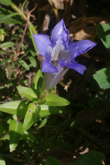 Gentiana affinis